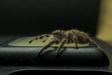 spider jump black isolated background