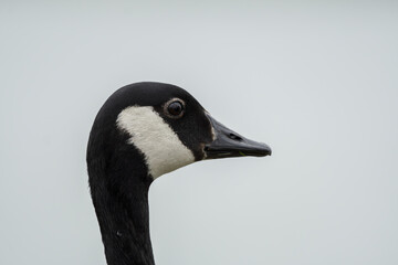 Fototapeta premium portrait of a goose