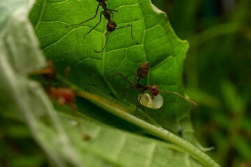 red ants with natural background