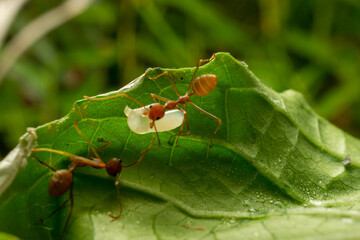 red ants with natural background