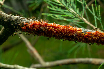 red ants with natural background
