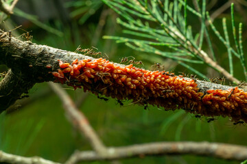 red ants with natural background