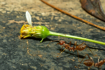 red ants with natural background