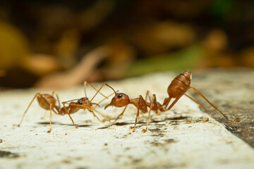 red ants with natural background