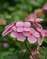 pink flowers