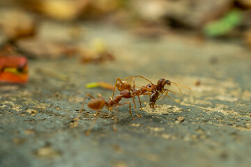 red ants with natural background