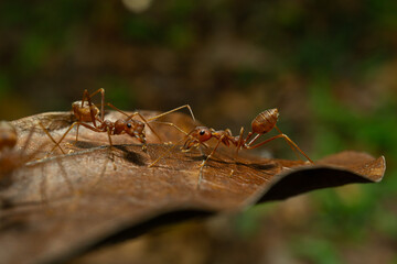 red ants with natural background