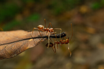 red ants with natural background