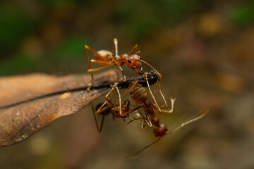 red ants with natural background