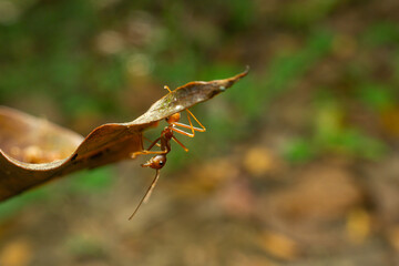 red ants with natural background