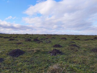 Obraz premium Grassy field with many anthills on a green lawn in spring on a fine day under a blue slightly cloudy sky.