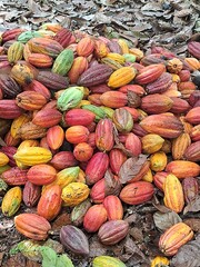 plantação e colheita de cacau no sul da bahia