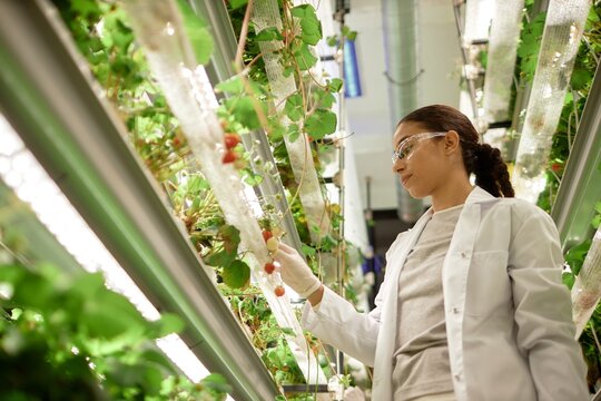 Scientist wearing lab coat and safety glasses examining plants growing in controlled greenhouse environment with artificial lighting and hydroponic setups - Powered by Adobe