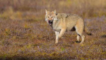 Young grey wolf (Canis lupus) in autumn