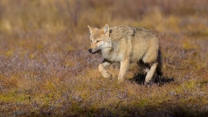 Young grey wolf (Canis lupus) in autumn
