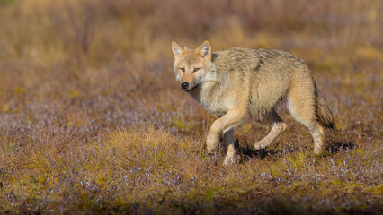 Young grey wolf (Canis lupus) in autumn