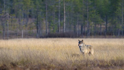 Young grey wolf (Canis lupus) in autumn
