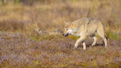 Young grey wolf (Canis lupus) in autumn