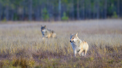 Young grey wolf (Canis lupus) in autumn