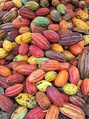 plantação e colheita de cacau no sul da bahia