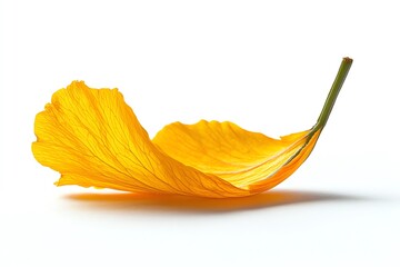 Naklejka premium Single Yellow Flower Petal Isolated on White Background