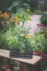 springtime in the garden, flowers in flowerpot