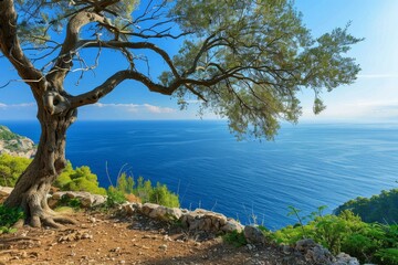 Scenic view of a tranquil blue mediterranean sea from a clifftop vantage point, with a gnarled tree providing a natural frame
