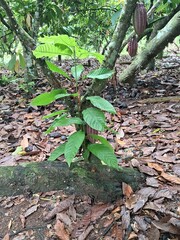 plantação e colheita de cacau no sul da bahia