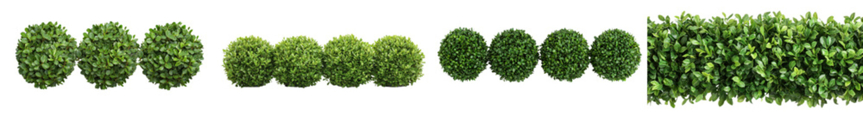 Fototapeta premium Vibrant Foliage Backdrop Lush Green Leaves and Hedges for Nature Inspired Decor and Design