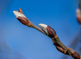 Close up of  sage willow buds (Salix caprea) in late winter