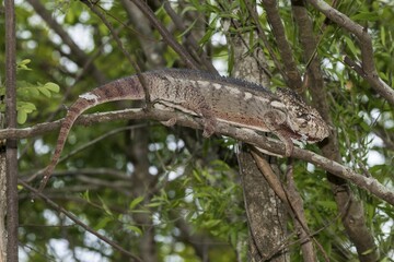 Oustalet's or Malagasy Giant Chameleon (Furcifer oustaleti), Adringitra region, Madagascar, Africa