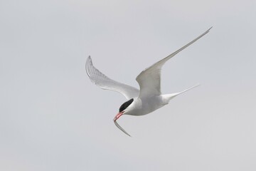 Arctic tern (Sterna paradisaea) flying with fish prey in its beak, Schleswig-Holstein, Germany, Europe