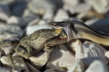 Black-striped Snake (Coniophanes schmidti) with prey, Corozal District, Belize, Central America