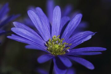 Obraz premium Balkan anemone (Anemone blanda, Anemone apennina), Baden-Württemberg, Germany, Europe