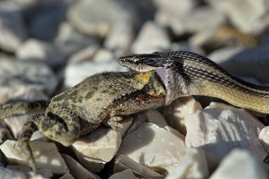 Black-striped Snake (Coniophanes schmidti) with prey, Corozal District, Belize, Central America