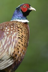 Common Pheasant (Phasianus colchicus), Texel, The Netherlands, Europe
