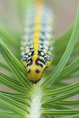 Spurge Hawk-moth (Hyles euphorbiae), caterpillar feeding on its food plant, Cypress Spurge (Euphorbia cyparissias)