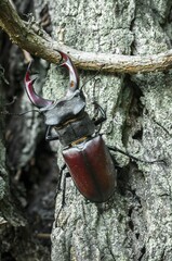 Stag beetle (Lucanus serves), male, Tauersche Eichen Nature Reserve, Brandenburg, Germany, Europe