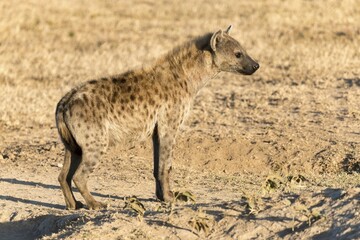Spotted hyena (Crocuta crocuta), Ol Pejeta Conservancy, Kenya, Africa