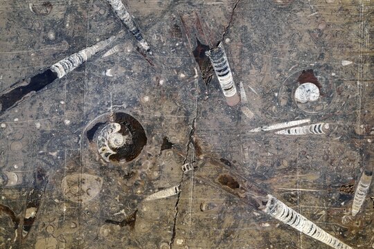 Fossils in Erfoud, Mekn&egrave;s-Tafilalet Morocco