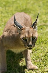Caracal (Caracal caracal) looking aggressive, age 18 months, captive
