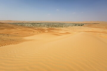 Artificial forest in desert at Al Hamaìm, Rub' al Khali or Empty Quarter, United Arab Emirates, Asia