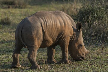 White Rhinoceros (Ceratotherium simum), Soutpansberg, South Africa, Africa