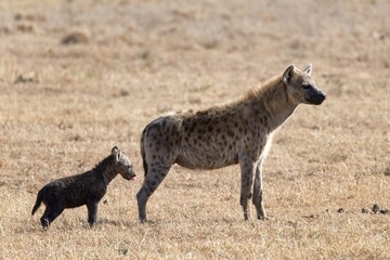 Spotted or laughing hyena (Crocuta crocuta) with cubs, Ol Pejeta Conservancy, Kenya, Africa