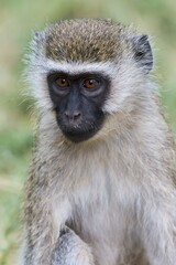 Chlorocebus monkey (Chlorocebus sp.), portrait, Samburu National Reserve, Kenya, Africa