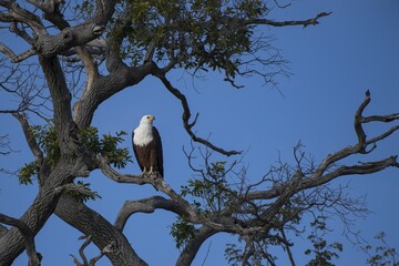 Fish eagle (Haliaeetus vozier) perched on tree, Chobe National Park, Botswana, Africa