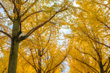 Ginko avenue in the Ibaraki history museum