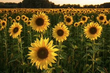 Field of Sunflowers (Helianthus annuus) in the evening light, Brandenburg, Germany, Europe