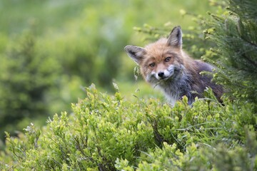 Red fox (Vulpes vulpes) stands in blueberry bush, Stubai Valley, Tyrol, Austria, Europe