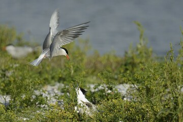 Common Tern (Sterna hirundo) attacking Sandwich Tern (Sterna sandvicensis), Texel, The Netherlands, Europe
